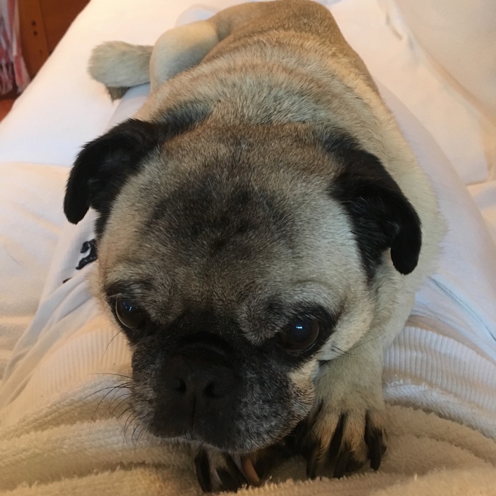 Meet your Posher, Janine